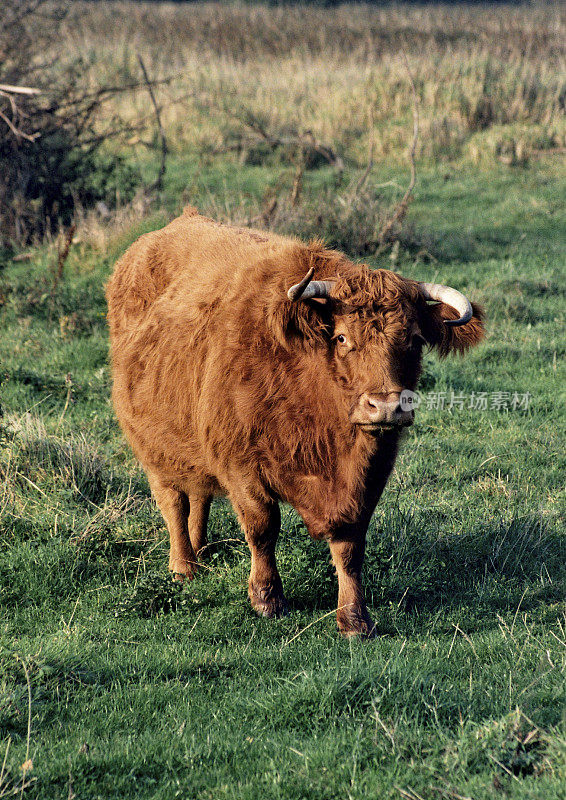 Cow - Bos Taurus